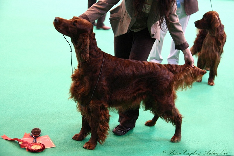 Crufts2011 284.jpg